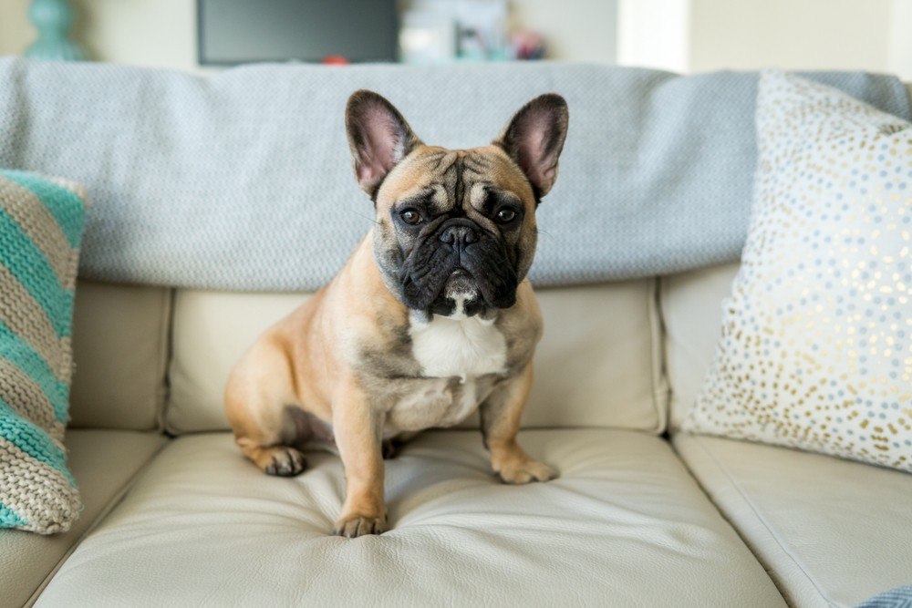 Do Frenchton Pups Shed?